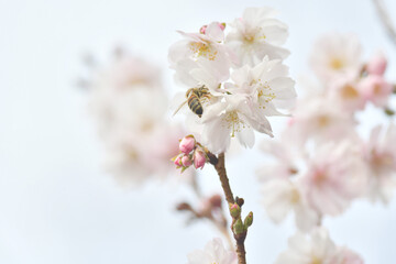 桜の花とミツバチ