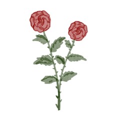 Obraz premium red rose isolated on white background