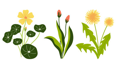 Spring Flowers Set, Vector Flat Style Illustrations Collection