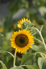 道路脇に設置された花壇のヒマワリ