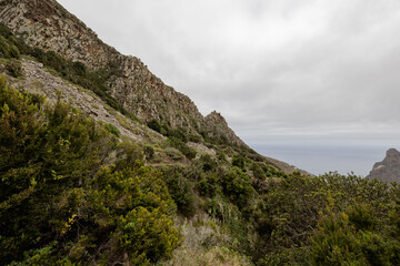 Laurisilva forest in the Anaga rural park