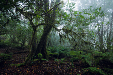 Laurisilva forest in the Anaga rural park