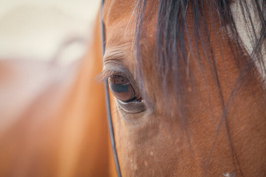 Horse eye closeup in mesmerizing details.  - Powered by Adobe