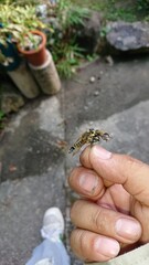 1671)It seems that a horsefly that was preying on Japanese honey bees was counterattacked by the Japanese honey bees(Photo taken at 16:47 on july 27, 2017)