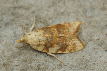Natural closeup on the small Yellow oak button leafroller , Aleimma loeflingiana sitting on wood