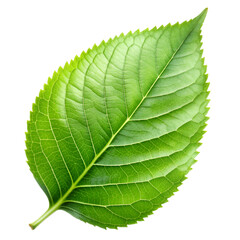 Green leaf isolated on transparent background