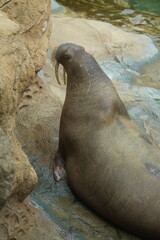 odobenus rosmarus on the rocks