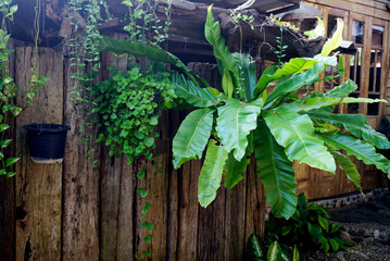 Bird's nest fern hang at wooden wall