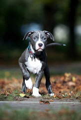 cute american staffordshire terrier puppy on a walk