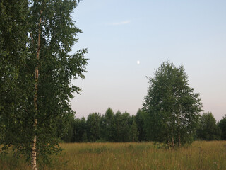 Obraz premium Russian field in the early summer twilight