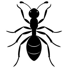 black and white spider