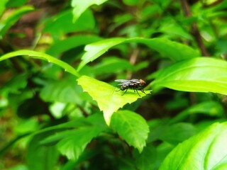 A Fly Resting on a Leaf. Simple Harmony of Nature