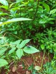 A Fly Resting on a Leaf. Simple Harmony of Nature