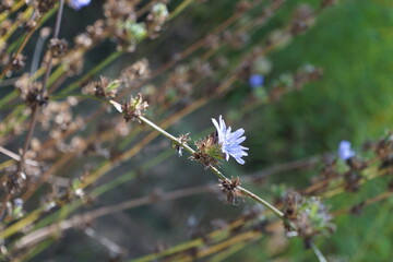 Purple wildflower on a background of green grass
