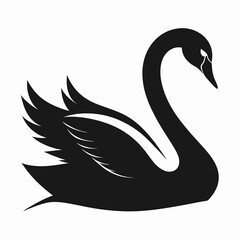 black and white swan
