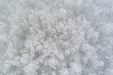 Snow-covered coniferous forest from a bird's eye view. Frosty fog, winter landscape. Sleeping nature, serenity, ecology.