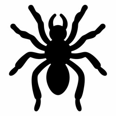 black and white spider