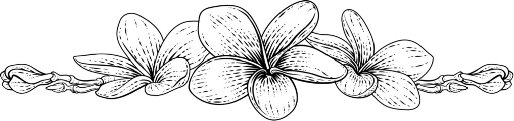 A plumeria frangipani tropical Bali tropical flower design in a vintage retro woodcut etching or engraving style © Christos Georghiou