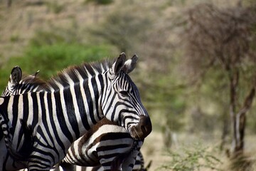 zebra in the wild
