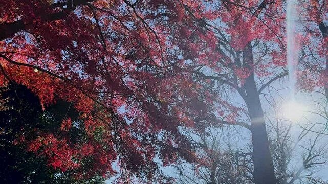 Red autumn leaves in Mitaka, Tokyo, Japan