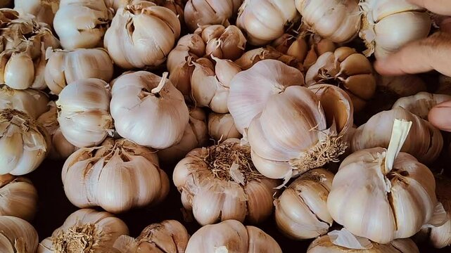 A pile of fresh garlic bulbs sold at a traditional market in Indonesia. A person chooses garlic to buy. This video is suitable for the food industry, food trade and so on.