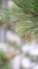 rain drops on the branches of pine