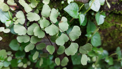 Adiantum capillus-veneris fern