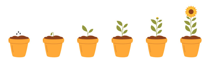 Stages of plant growth. Sunflower growth. Vector