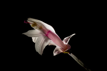 Blooming Christmas cactus, low-key black background isolated photographs, highlights, copy space, artistic and impressive beauty, flower theme flora, floral patterns