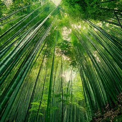 Fototapeta premium Bamboo forest in the morning - Dense Bamboo Jungle