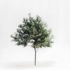 Tree isolated on white background.