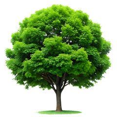 Obraz premium Tree isolated on transparent background