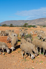 Flock of sheep walking near the cliff on the seaside in its region of Essaouira in Morocco