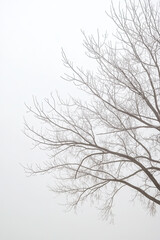 Soft, foggy sky with muted gray tones, creating a calm and mysterious background