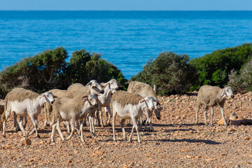 Flock of sheep walking near the cliff on the seaside in its region of Essaouira in Morocco