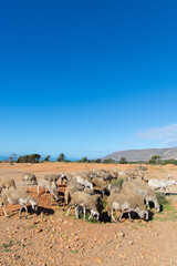 Flock of sheep walking near the cliff on the seaside in its region of Essaouira in Morocco