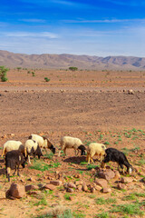 Flock of sheep walking near the cliff on the seaside in its region of Tata in Morocco
