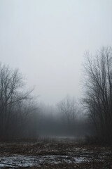 Soft, foggy sky with muted gray tones, creating a calm and mysterious background