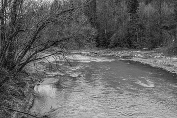 Landscapes - Forest - Europe, Romania, Suceava region  