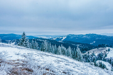Landscapes - Forest - Europe, Romania, Suceava region  