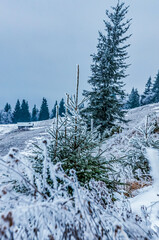 Landscapes - Forest - Europe, Romania, Suceava region  