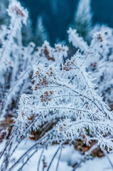 Landscapes - Forest - Europe, Romania, Suceava region  