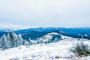 Landscapes - Forest - Europe, Romania, Suceava region  