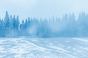 Landscapes - Forest - Europe, Romania, Suceava region  