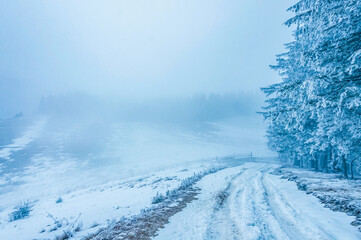 Landscapes - Forest - Europe, Romania, Suceava region  