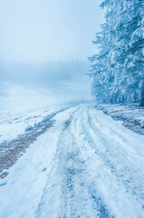 Landscapes - Forest - Europe, Romania, Suceava region  