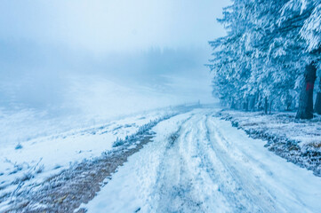 Landscapes - Forest - Europe, Romania, Suceava region  