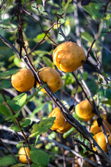 Ripe yellow fruits of the shrub Chaenomeles japonica in the autumn garden close up.