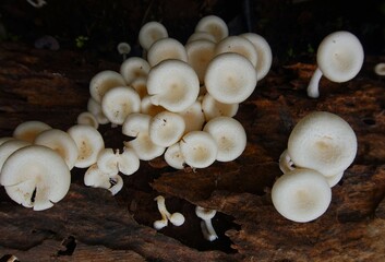 Lentinus squarrosulus, a white mushroom that grows in clusters, lives on dead tree trunks.
