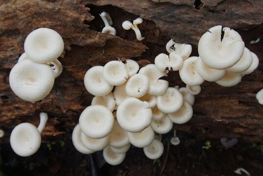 Lentinus squarrosulus, a white mushroom that grows in clusters, lives on dead tree trunks.
